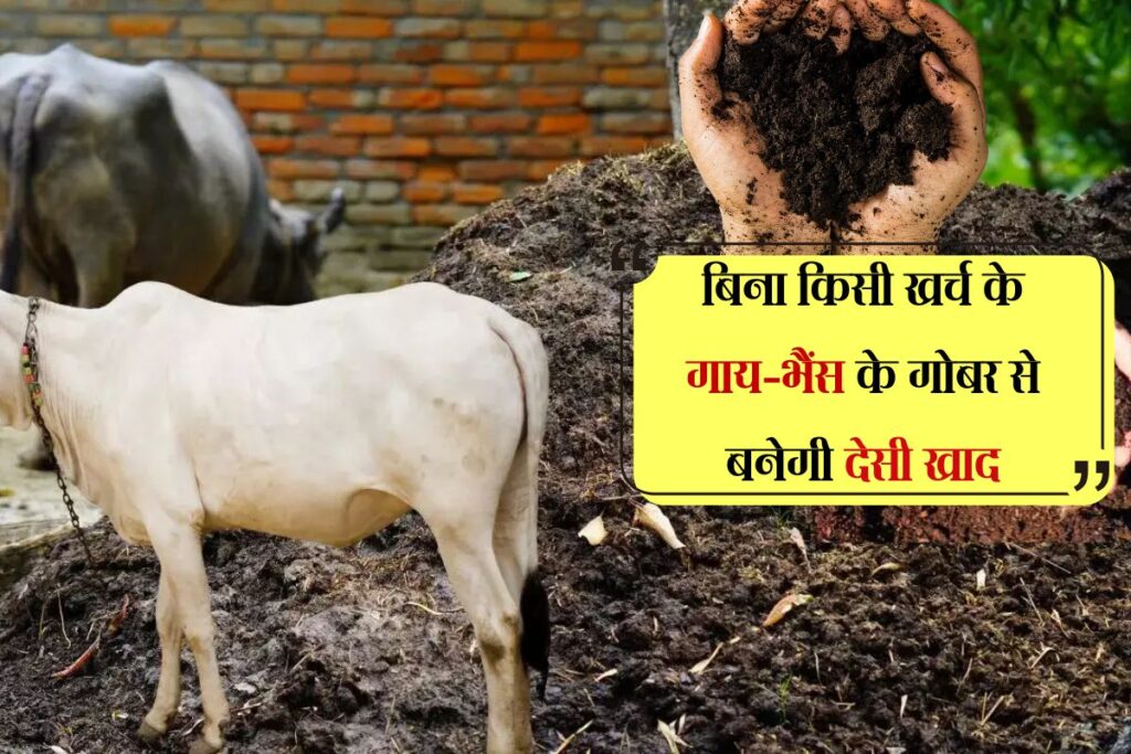 बिना किसी खर्च के गाय-भैंस के गोबर से बनेगी देसी खाद, उत्पादन में आएगा तगड़ा इजाफा