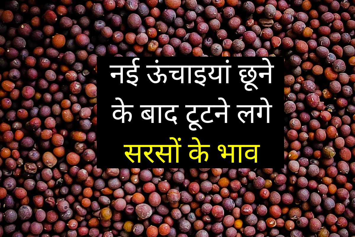 Sarso Ka Bhav 24 July 2025
