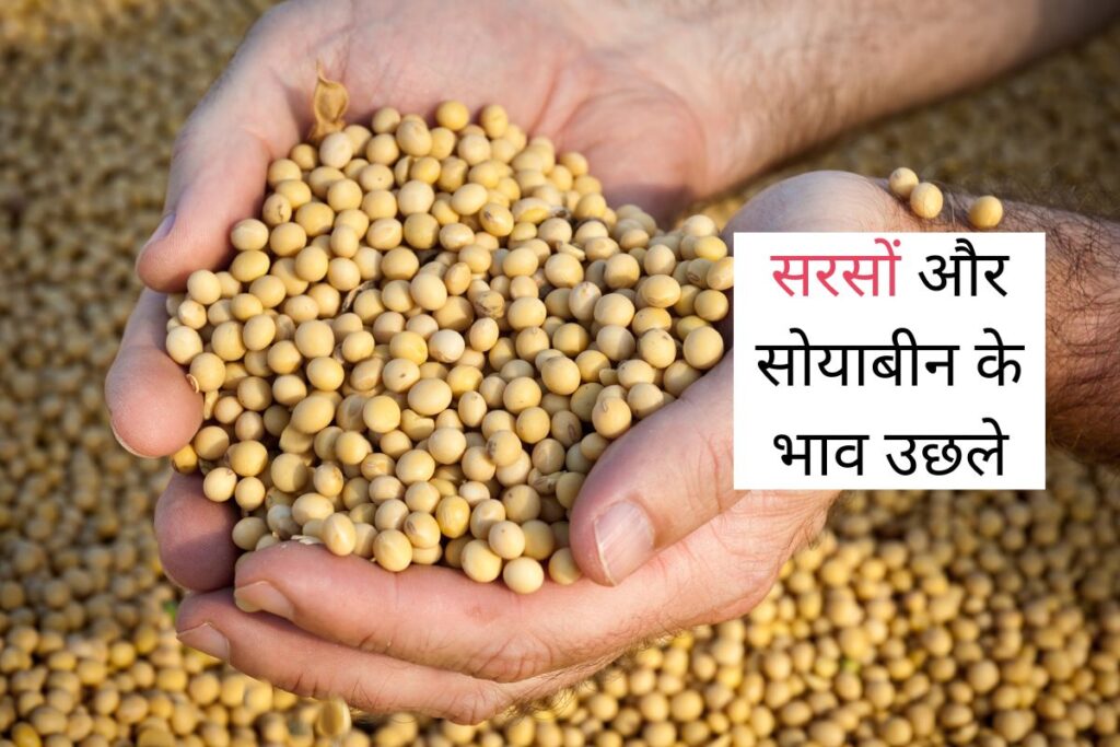 Kota Mandi